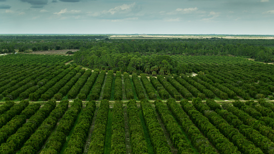 Aerial shot of a large orange grove in Charlotte County, Florida.