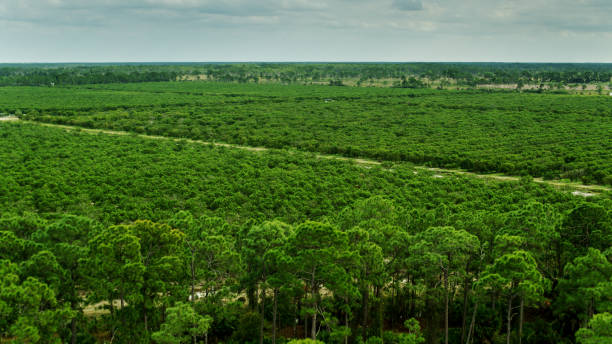 istock Bright Green Citrus Grove in Florida - Drone Shot 1292671545