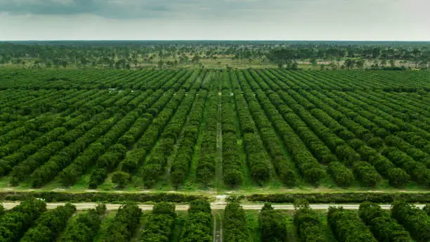 Aerial shot of a large orange grove in Charlotte County, Florida.