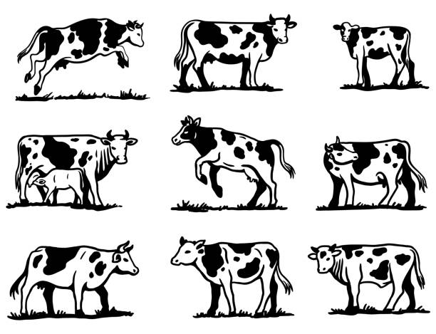 ilustraciones, imágenes clip art, dibujos animados e iconos de stock de vaca reproductora. ganadería. bocetos sobre un fondo gris - animal husbandry illustrations