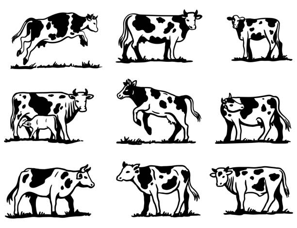 breeding cow. animal husbandry. sketches on a grey background breeding cow. grazing cattle. animal husbandry. livestock. vector sketch on a grey background dairy herd stock illustrations
