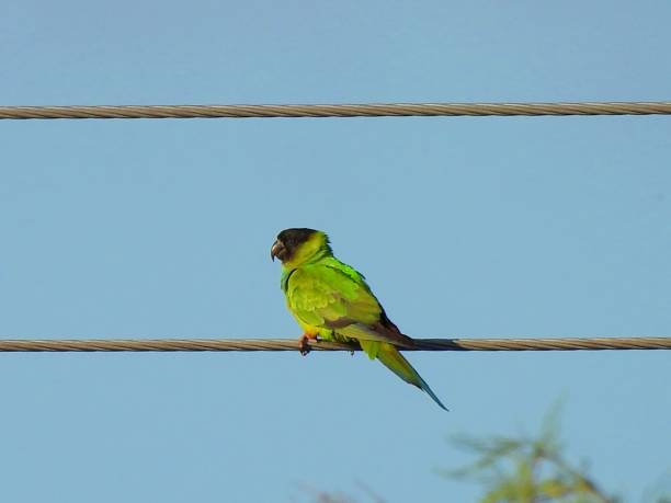 istock Nanday Parakeet (Aratinga nenday) perched on a telephone 1292674350