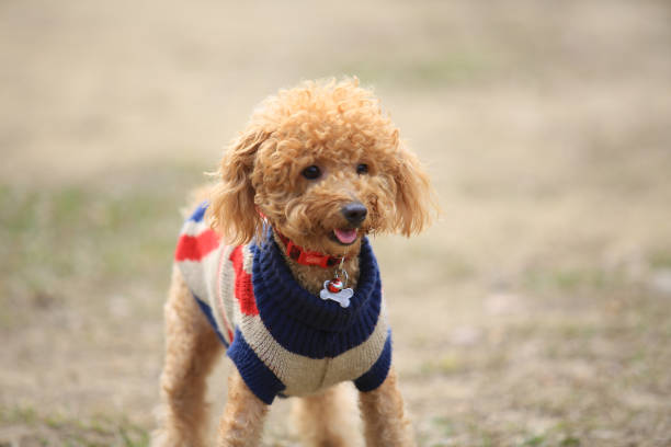 doggy happy party, poodle  happy time
