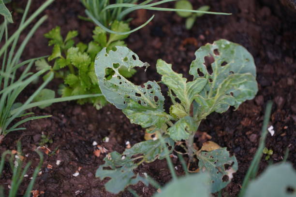 Organic vegetable plots Infested with insects in thailand.