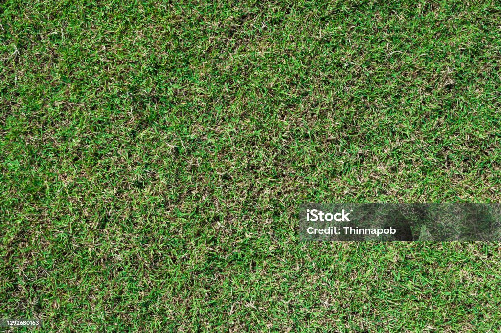 Spring Ground Texture Green Grass Ground Texture Background In Fresh Spring Stock Photo ...