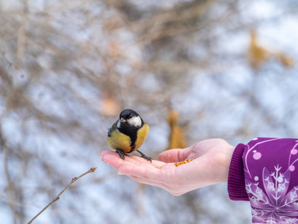 istock Girl feeds a tit from a palm. 1292680970