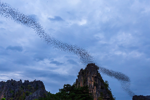 A bat herd is flying  for food with twilight sky at evening view in Noen Maprang Phitsaunlok, Thailand