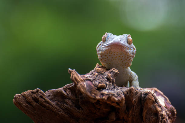 istock Tokay gecko on tree branch after molting 1292684809