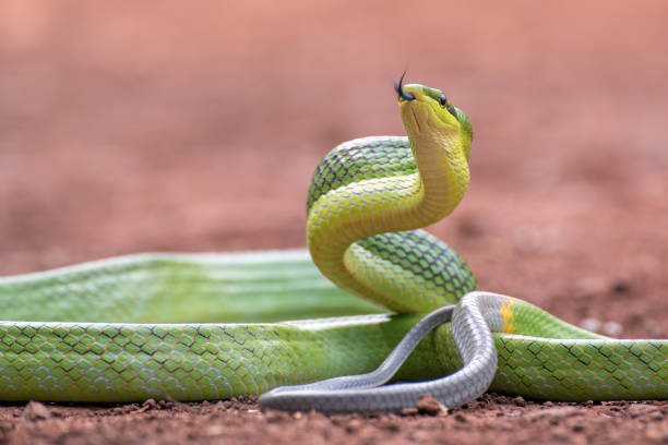 istock Gonyosoma oxycephalum known as red-tailed green ratsnake 1292684817