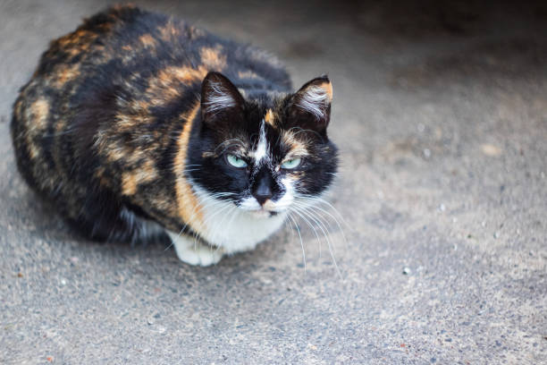 istock Black white ginger cat sitting on the pavement 1292684830