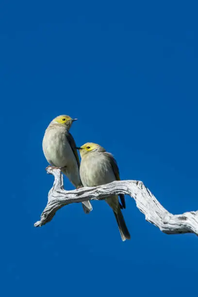 Tiny white plumed honeyeaters perched on a branch