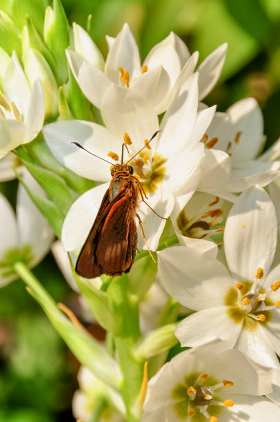 Symmomus Skipper Butterfly (Hesperiidae)