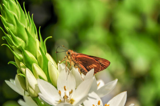 istock Symmomus Skipper Butterfly (Hesperiidae) 1292685737