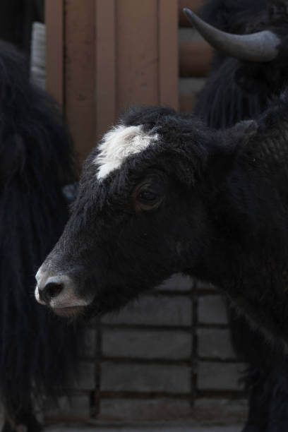 istock Black hairy calf with a white spot on his forehead 1292688652