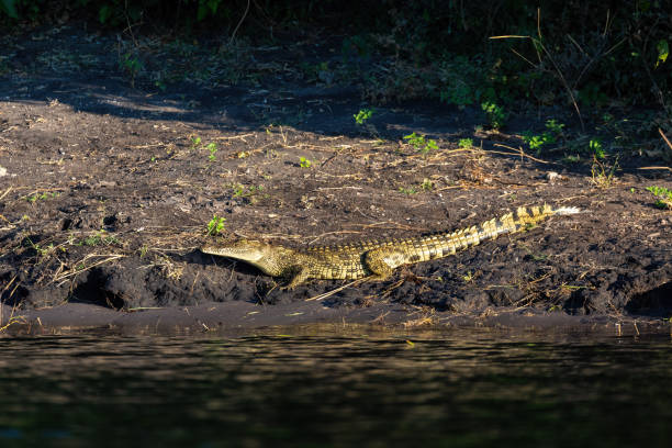 istock Nile Crocodile in Chobe river, Botswana 1292690567