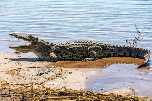 resting nile crocodile on the river bank with opened mouth showing teeth in Chobe river, Botswana safari wildlife