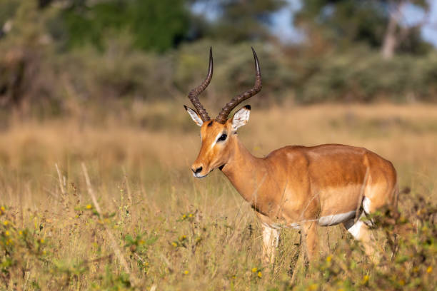 impala antilope namibie, afrique safari faune - impala photos et images de collection