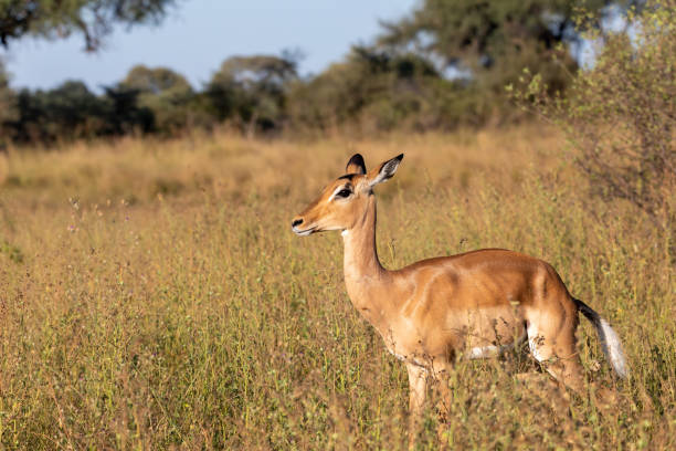 istock Impala antelope Namibia, africa safari wildlife 1292690580