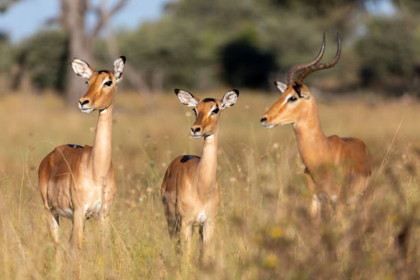 istock Impala antelope Namibia, africa safari wildlife 1292690583