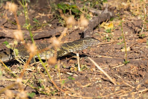 istock Monitor Lizard in Chobe, Botswana Africa wildlife 1292690584