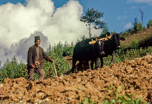 Farmer working in the field of Himalayan mountain village Jiri Nepal