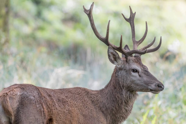 Red deer male at morning (Cervus elaphus)