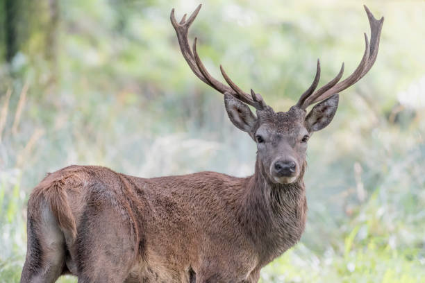 istock Red deer male looking at camera (Cervus elaphus) 1292694202