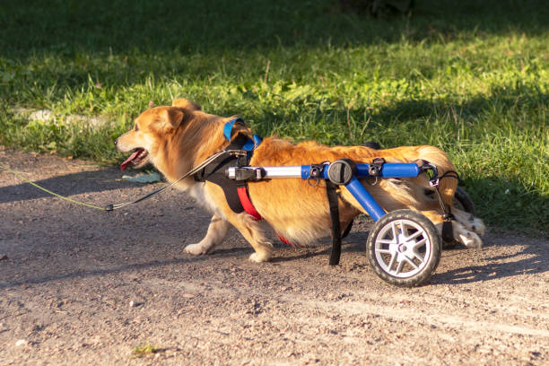 istock Joyful red-haired dog in a wheelchair. 1292694593