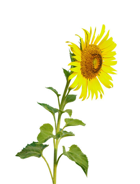 istock Beautiful sunflower isolated on white background with copy space and clipping path. 1292694654
