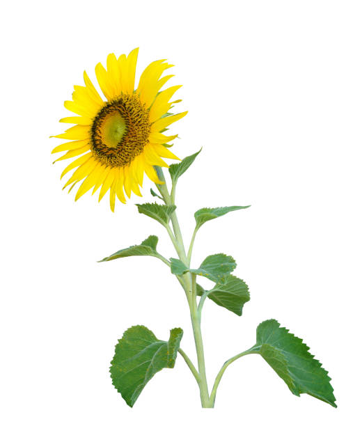 istock Beautiful sunflower isolated on white background with copy space and clipping path. 1292694683