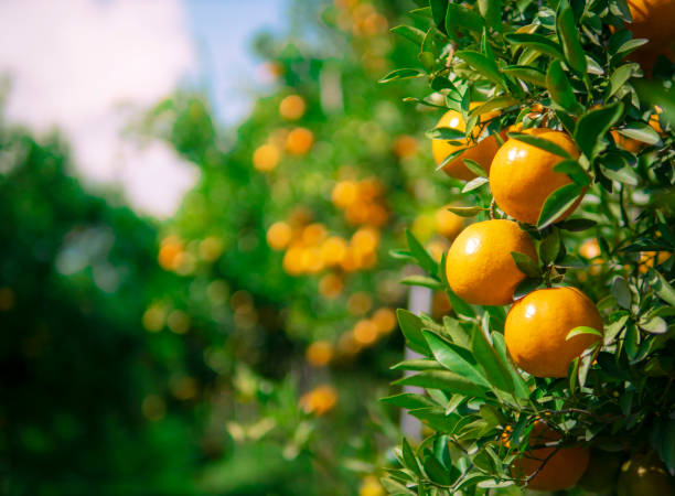 Orange farm ready to harvest stock photo