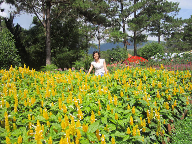 A woman stands beside Pachystachys lutea flowers in the garden in a summer day Pachystachys lutea, known by the common names lollipop plant and golden shrimp plant, is a subtropical, soft-stemmed evergreen shrub between 36 and 48 inches (90 and 120 cm) tall. The zygomorphic, long-throated, short-lived white flowers emerge sequentially from overlapping bright yellow bracts on racemes that are produced throughout the warm months. It is a popular landscape plant in tropical and subtropical areas of the world. pachystachys lutea stock pictures, royalty-free photos & images