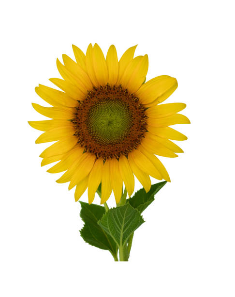 istock Big beautiful sunflower isolated on white background  with copy space and clipping path. 1292701902
