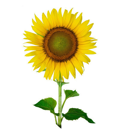 Big beautiful sunflower isolated on white background  with copy space and clipping path.
