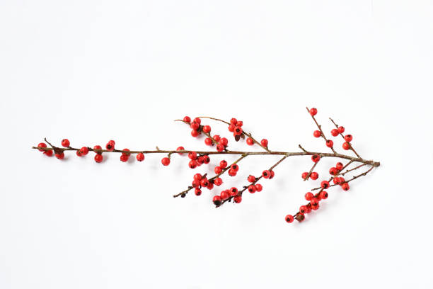 istock Branch of fresh small red fruit on isolated white background and clipping path, idea decorative for christmas in december. 1292702283