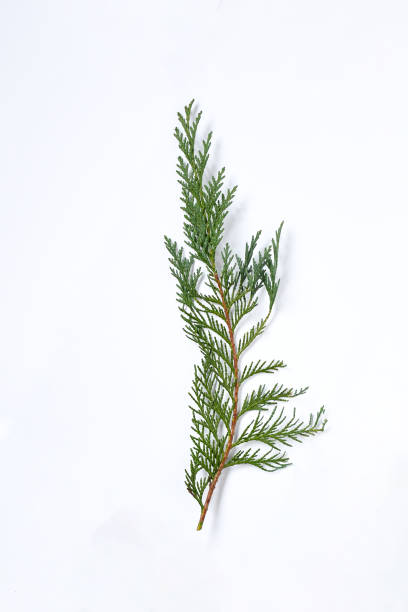 istock Background ,Beautiful nature fresh  green young pine cypress trees on white background isolated  with space for text. Pin branch  christmas tree, a large evergreen coniferous tree . selective focus 1292702306