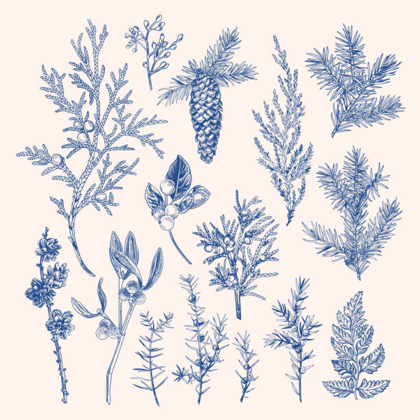 винтажный ботанический набор зимних растений. - pinaceae stock illustrations