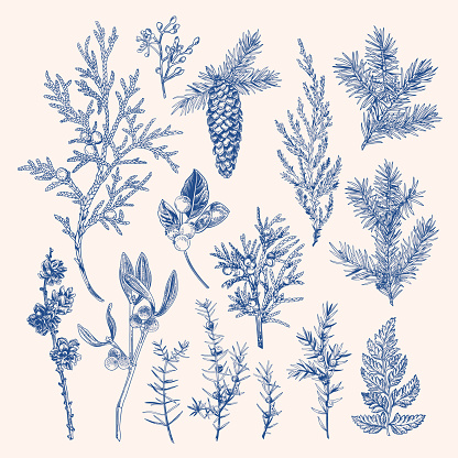 Vintage botanical set with winter plants and berries. Vector illustration. Blue.