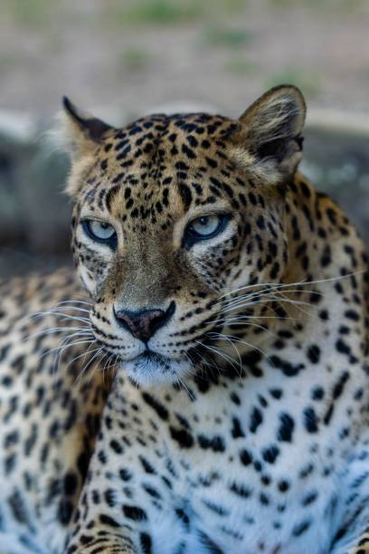 istock portrait of snow leopard 1292704541