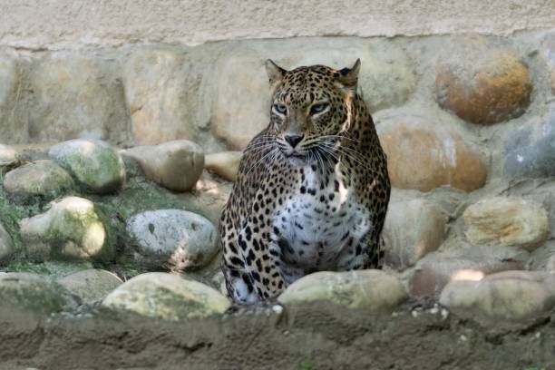 istock portrait of snow leopard 1292704542