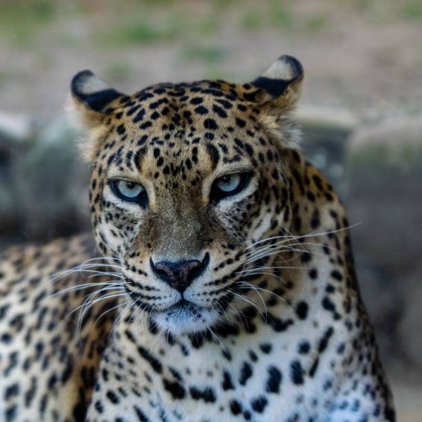 istock portrait of snow leopard 1292704543