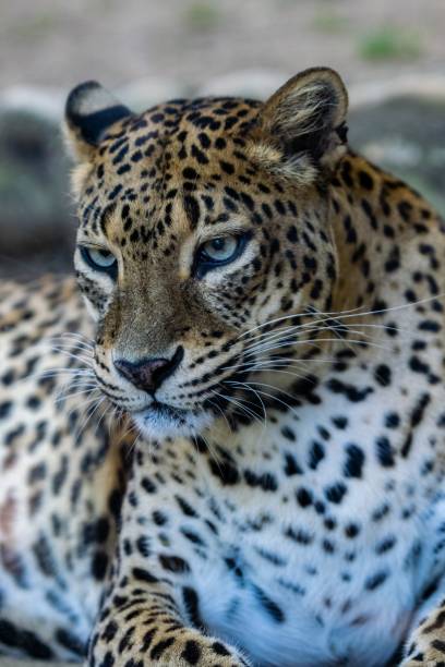 istock portrait of snow leopard 1292704544