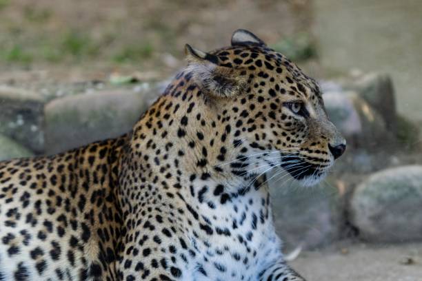 istock portrait of snow leopard 1292704557