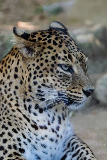 istock portrait of snow leopard 1292704559