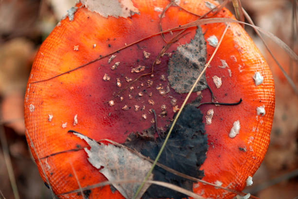 秋林のアマニタ・ムスカリア・マッシュルーム、帽子に付着した葉っぱ - adhering ストックフォトと画像
