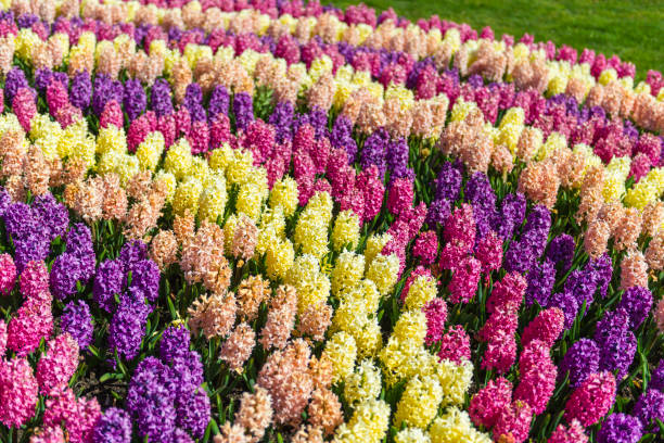 Multicolored Hyacinth flowerbed in Gothenburg garden.