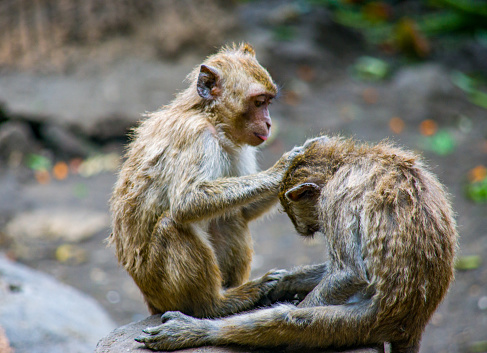 monkeys at monkey hill, Phuket city