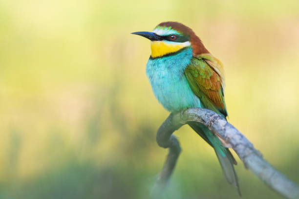 le mangeur coloré d’abeille d’oiseau se repose sur une branche sèche - bee eater colorful bird beautiful bird animal photos et images de collection