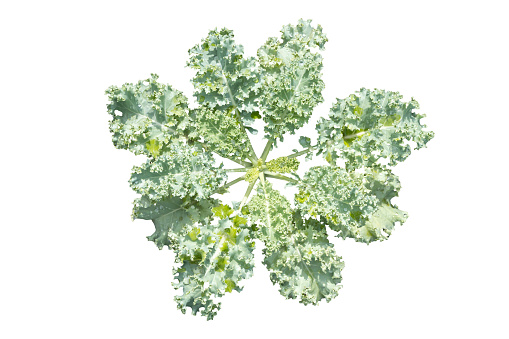 Isolated Top view picture of Curl leaf kale or Brassica oleracea grown on a white background with clipping path.