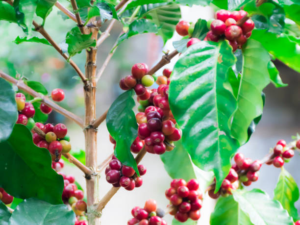 istock Close up of red coffee bean. 1292715022